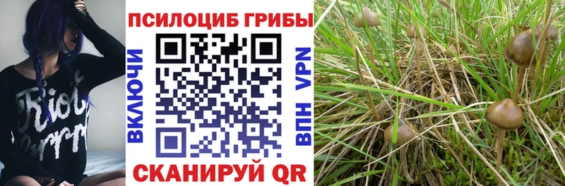 shop телеграм  МЕГА как войти  Майский  Галлюциногенные грибы Psilocybe 